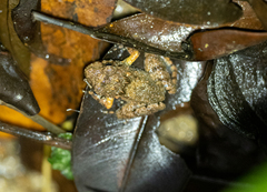 Platymantis dorsalis