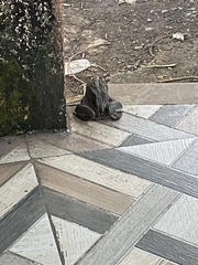 Hoplobatrachus tigerinus