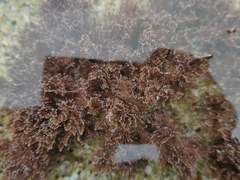 Corallina officinalis