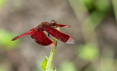 Neurothemis ramburii