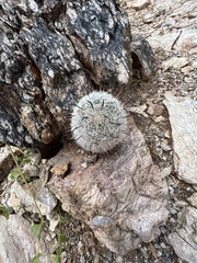 Mammillaria grahamii