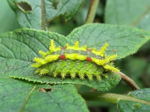 Spiny oak-slug moth