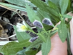 Botryosphaeria dothidea