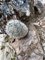 Mammillaria grahamii
