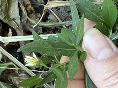 Botryosphaeria dothidea