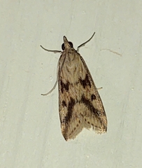 Achyra bifidalis