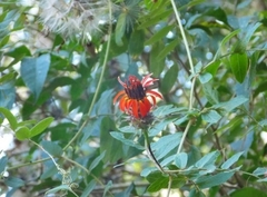 Mutisia coccinea