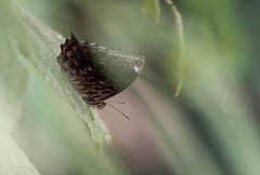 Ptychandra leucogyne