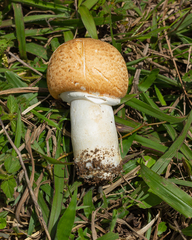 Agaricus