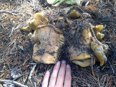 Suillus fuscotomentosus