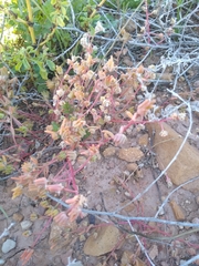 Portulaca halimoides