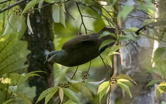 Phapitreron leucotis nigrorum