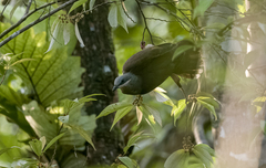 Phapitreron leucotis nigrorum