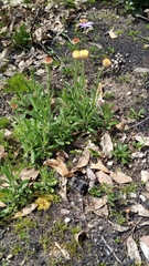 Coronidium scorpioides