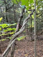 Celastrus orbiculatus