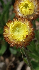 Coronidium scorpioides