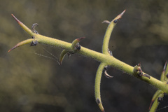 Adolphia californica