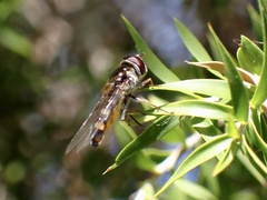 Melangyna viridiceps