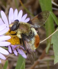 Sericomyia flagrans