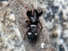 Sergiolus