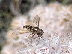 Melangyna viridiceps