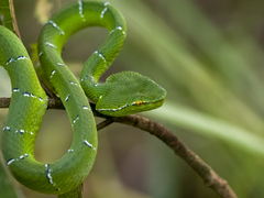 Tropidolaemus subannulatus