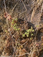 Sedum oreganum