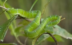 Tropidolaemus subannulatus