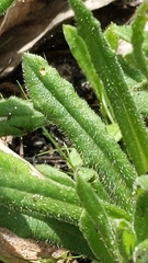 Coronidium scorpioides