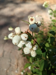 Symphoricarpos albus
