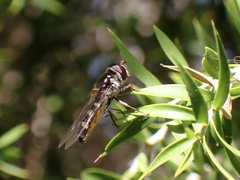 Melangyna viridiceps