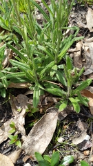 Coronidium scorpioides