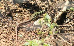 Aspidoscelis costatus