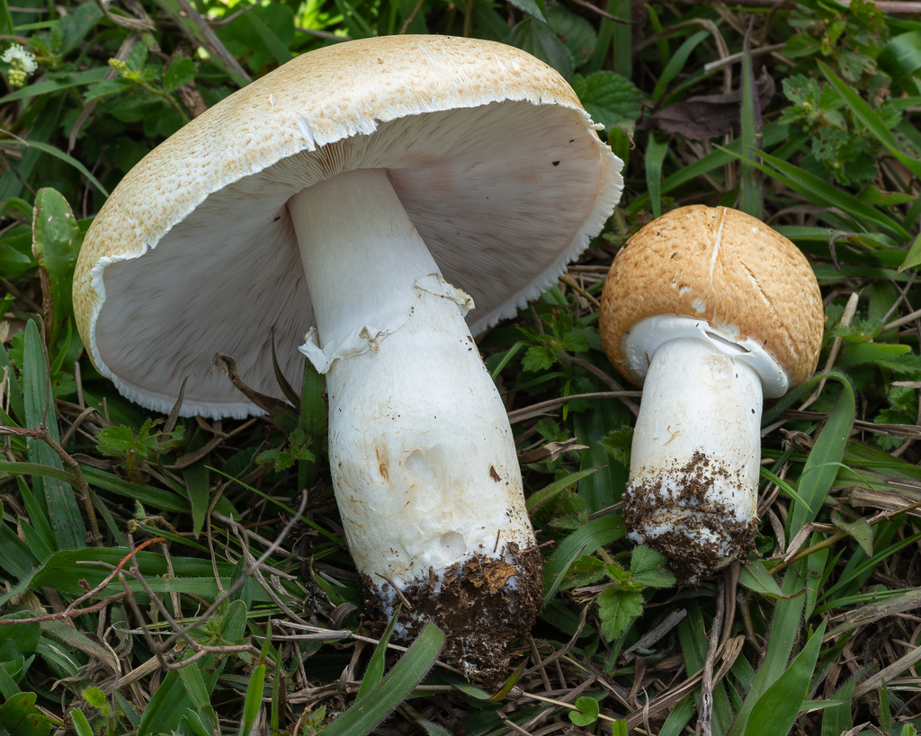 Agaricus hornei