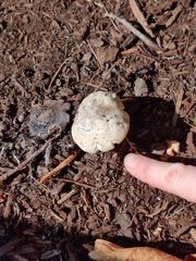 Agaricus xanthodermus