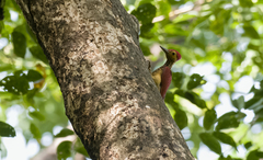 Chrysocolaptes xanthocephalus