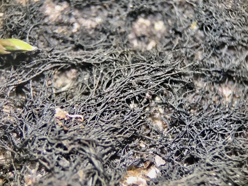 Ephebe hispidula
