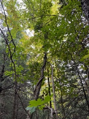 Celastrus orbiculatus