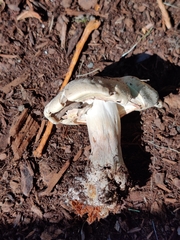 Agaricus xanthodermus