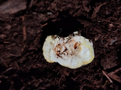 Agaricus xanthodermus