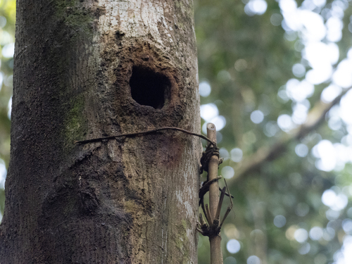 Visayan Hornbill (Penelopides panini), photo 8