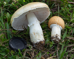 Agaricus