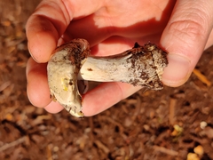 Agaricus xanthodermus