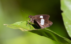 Notocrypta paralysos