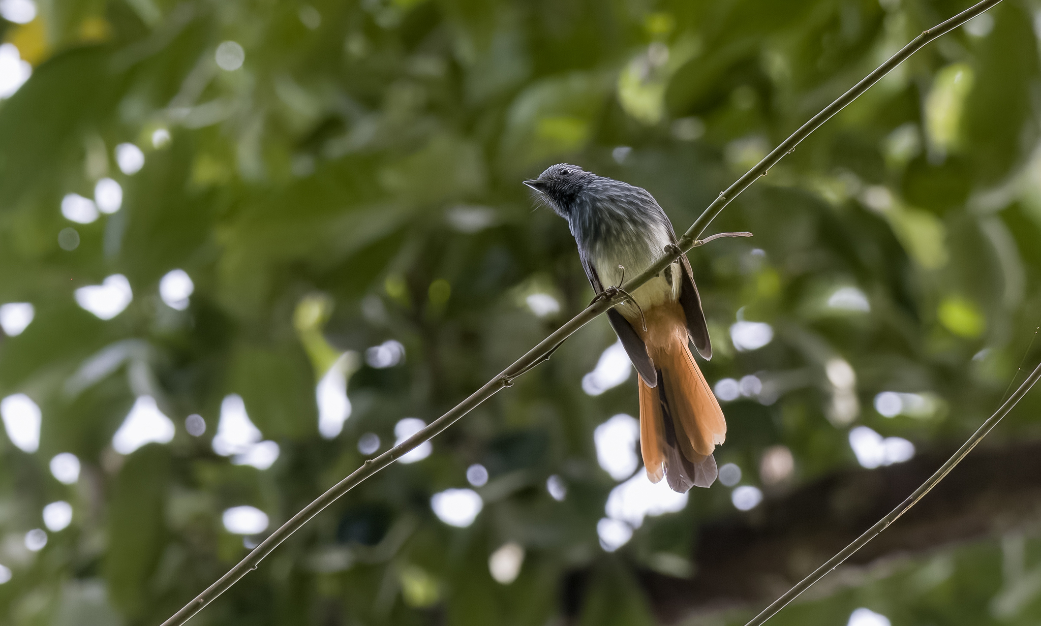 Visayan Fantail (Rhipidura albiventris), photo 5