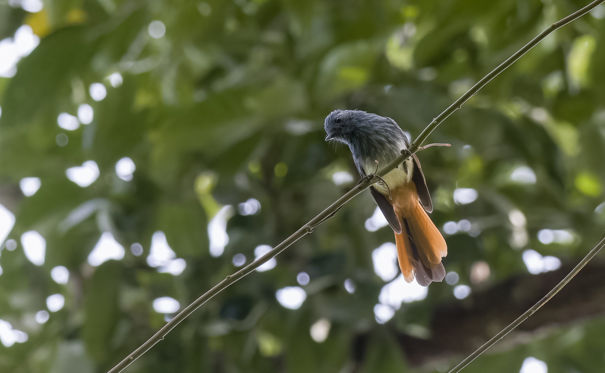 Visayan Fantail (Rhipidura albiventris), photo 6