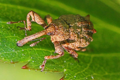 Anthonomus quadrigibbus