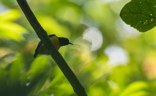 Maroon-naped Sunbird (Aethopyga guimarasensis), photo 7