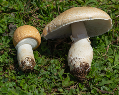 Agaricus