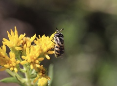Copestylum marginatum